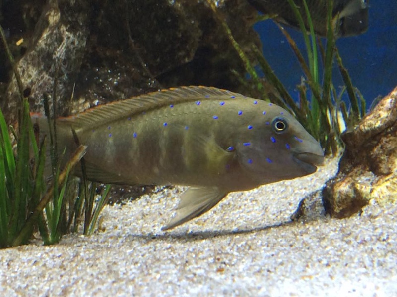 Eretmodus cyanostictus 'Kalambo Lodge'